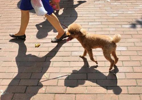 遛狗不拴绳爆料视频播放,网络曝光引发社会热议 第2张 遛狗不拴绳爆料视频播放,网络曝光引发社会热议 第2张